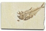 Bargain, Detailed Fossil Fish (Diplomystus) - Wyoming #354065-1